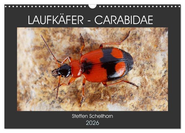 LAUFKÄFER - CARABIDAE (Wandkalender 2026 DIN A3 quer), CALVENDO Monatskalender