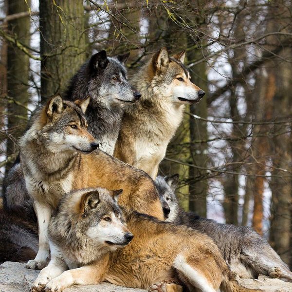 Produktbild: Wolves 2024