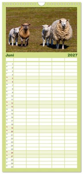 Produktbild: Familienplaner 2027 - Deichschafe - H&uuml;ter der Deiche in Nordfriesland mit 5 Spalten (Wandkalender, 21 x 45 cm) CALVENDO