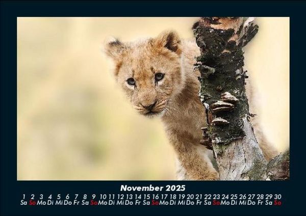 Produktbild: Tierkalender 2025 Fotokalender DIN A5
