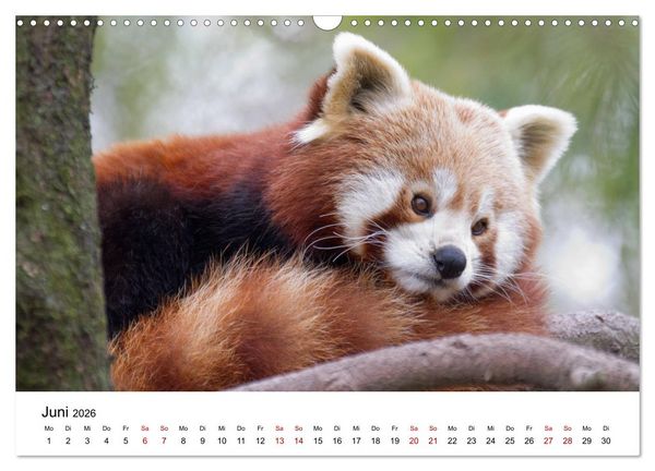 Produktbild: Rote Pandas - geschickte Kletterer (Wandkalender 2026 DIN A3 quer), CALVENDO Monatskalender