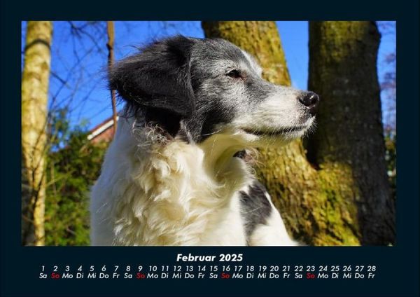 Produktbild: Hundezauber 2025 Fotokalender DIN A4