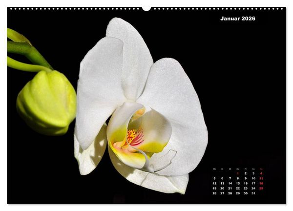 Produktbild: Der Natur auf der Spur - Makro-Fotografien der besonderen Art (hochwertiger Premium Wandkalender 2026 DIN A2 quer), Kunstdruck in Hochglanz