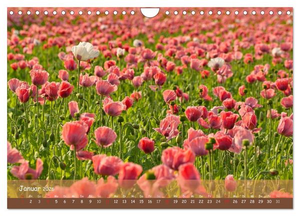 Produktbild: Mohntr&auml;ume (Wandkalender 2026 DIN A4 quer), CALVENDO Monatskalender