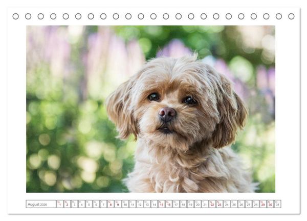 Produktbild: Maltipoo - Malteser -Pudel (Tischkalender 2026 DIN A5 quer), CALVENDO Monatskalender