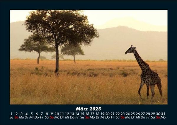 Produktbild: Giraffen 2025 Fotokalender DIN A5