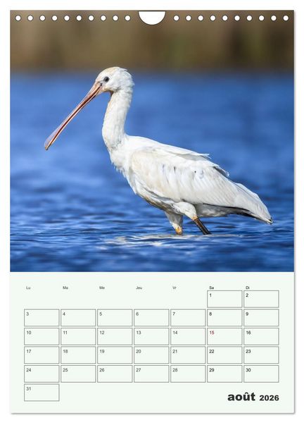 Produktbild: Voyage ornithologique (Calendrier mural 2026 DIN A4 horizontal), CALVENDO calendrier mensuel
