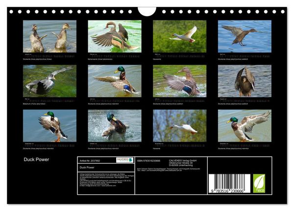 Produktbild: Duck Power (Wandkalender 2026 DIN A4 quer), CALVENDO Monatskalender