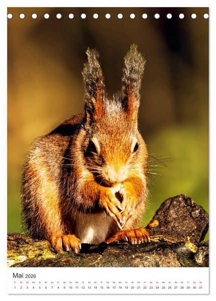 Produktbild: Niedlicher Nager - Das Eichh&ouml;rnchen (Tischkalender 2026 DIN A5 hoch), CALVENDO Monatskalender