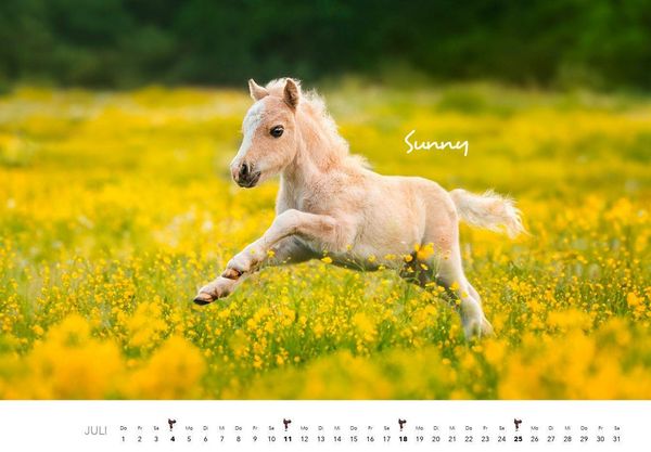 Produktbild: Pferde Kalender 2027 Wandkalender