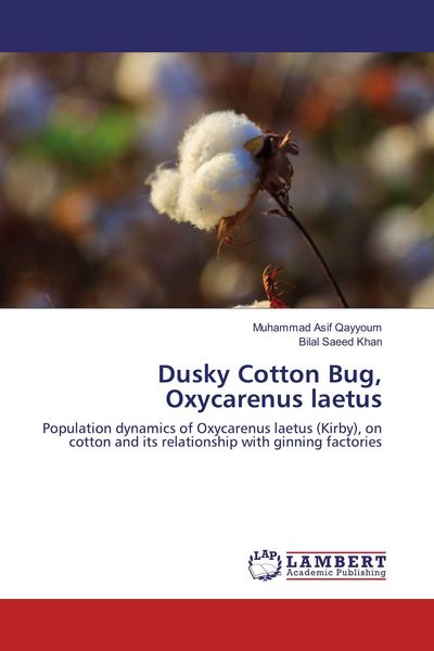 Produktbild: Dusky Cotton Bug, Oxycarenus laetus