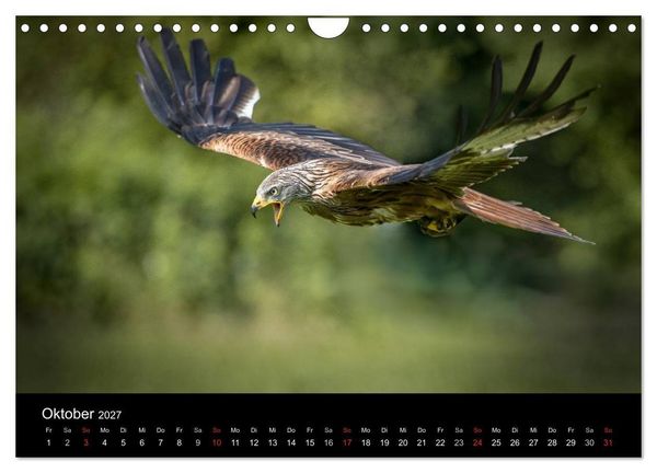 Produktbild: Sch&ouml;nheiten der L&uuml;fte - Greifv&ouml;gel (Wandkalender 2027 DIN A4 quer), CALVENDO Monatskalender