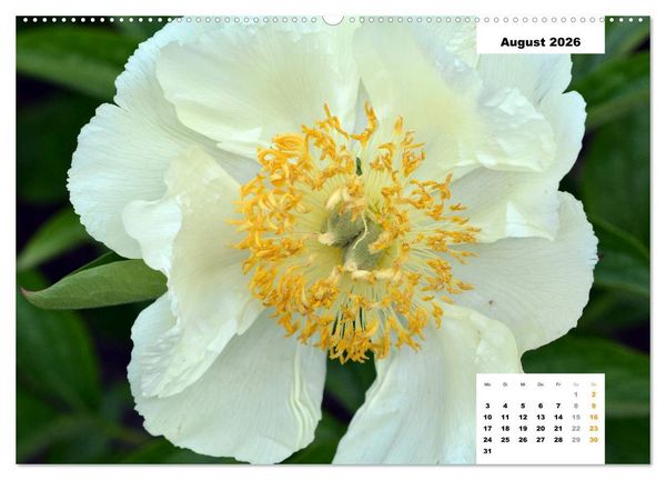 Produktbild: Zauber der P&auml;onien-Bl&uuml;te (hochwertiger Premium Wandkalender 2026 DIN A2 quer), Kunstdruck in Hochglanz