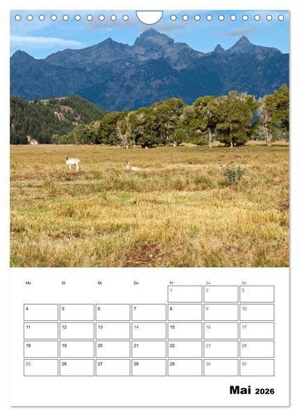 Produktbild: Yellowstone und Grand Tetons Nationalparks (Wandkalender 2026 DIN A4 hoch), CALVENDO Monatskalender
