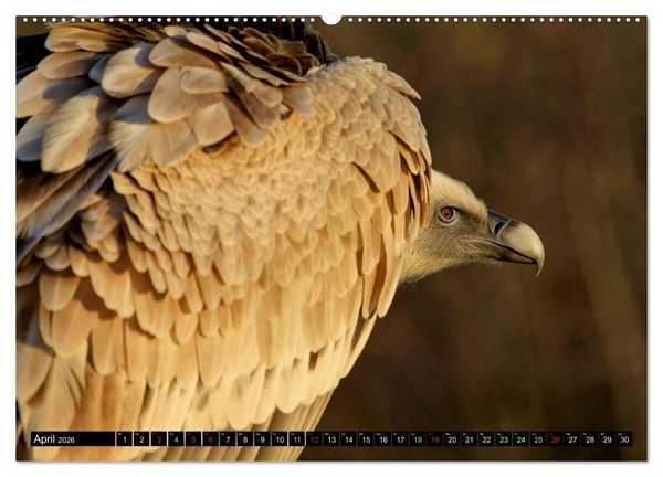 Produktbild: Adler und Greife - K&ouml;nige des Himmels (Wandkalender 2026 DIN A2 quer), CALVENDO Monatskalender