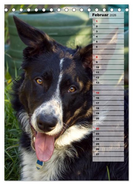 Produktbild: Mein Border Collie (Tischkalender 2026 DIN A5 hoch), CALVENDO Monatskalender