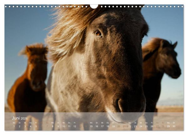 Produktbild: Islandpferde - Stolz und Stark durch Sommer und Winter (Wandkalender 2026 DIN A3 quer), CALVENDO Monatskalender