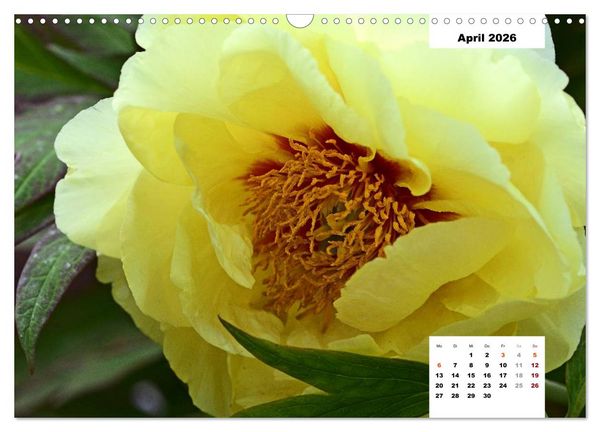 Produktbild: Zauber der P&auml;onien-Bl&uuml;te (Wandkalender 2026 DIN A3 quer), CALVENDO Monatskalender