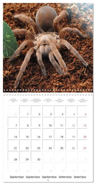 Produktbild: Spiders and Tarantulas (Wall Calendar 2026 12 &times; 12 Inch) CALVENDO 12 Month Wall Calendar