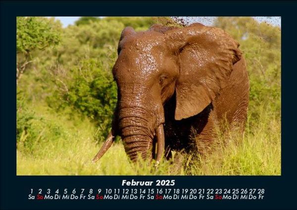 Produktbild: Der Elefantenkalender 2025 Fotokalender DIN A5