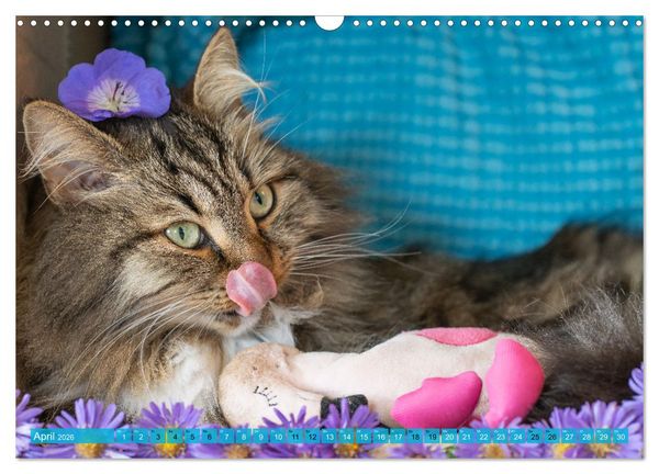 Produktbild: Maui und Molokai - Sibirische Katzenschwestern (Wandkalender 2026 DIN A3 quer), CALVENDO Monatskalender