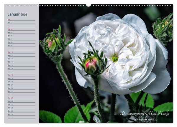 Produktbild: Kurf&uuml;rstliche Rosen Eltville am Rhein (Wandkalender 2026 DIN A2 quer), CALVENDO Monatskalender