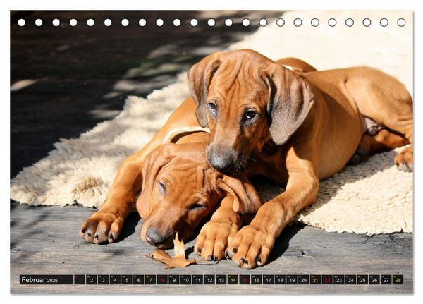 Produktbild: Rhodesian Ridgeback - eine Liebe f&uuml;rs Leben (Tischkalender 2026 DIN A5 quer), CALVENDO Monatskalender