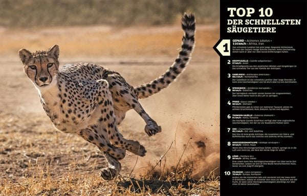 Produktbild: Unsere Welt in Zahlen. Tiere