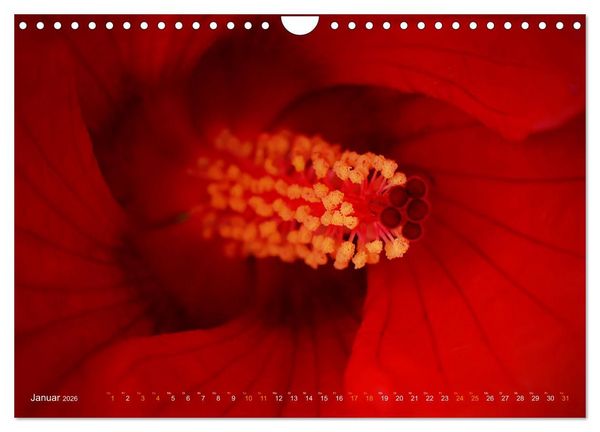 Produktbild: DEEP INSIDE - Bl&uuml;tenmakros (Wandkalender 2026 DIN A4 quer), CALVENDO Monatskalender