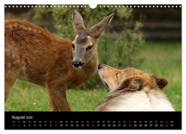 Produktbild: Ziva und ihre Freunde (Wandkalender 2026 DIN A3 quer), CALVENDO Monatskalender