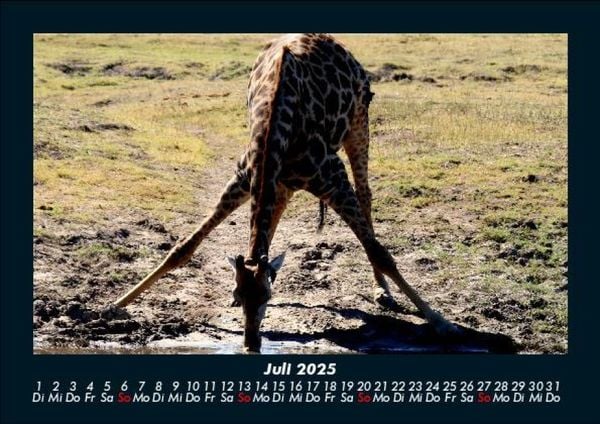 Produktbild: Giraffen 2025 Fotokalender DIN A5