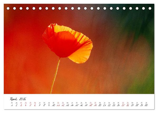Produktbild: Mohnwiesen (Tischkalender 2026 DIN A5 quer), CALVENDO Monatskalender