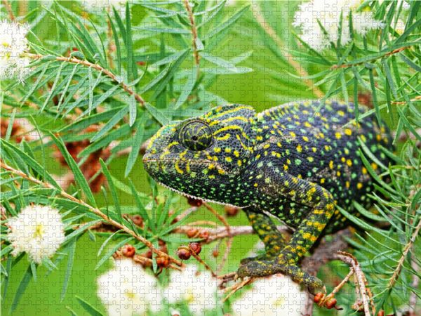 Produktbild: CALVENDO Puzzle Europ&auml;isches Cham&auml;leon sitzt getarnt in einem Busch. | 1000 Teile Lege-Gr&ouml;&szlig;e 64x48cm Foto-Puzzle f&uuml;r gl&uuml;ckliche Stunden