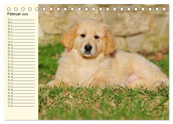 Produktbild: Mein bester Freund - Der Hovawart (Tischkalender 2026 DIN A5 quer), CALVENDO Monatskalender