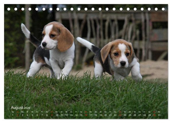 Produktbild: Beagle (Tischkalender 2026 DIN A5 quer), CALVENDO Monatskalender
