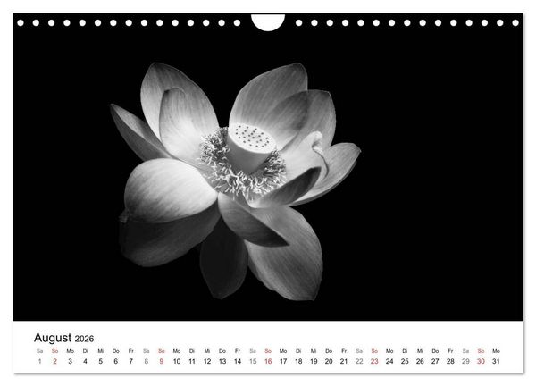 Produktbild: Blumen 2026, Schwarz-Wei&szlig; (Wandkalender 2026 DIN A4 quer), CALVENDO Monatskalender