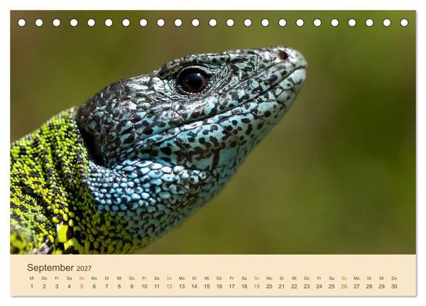 Produktbild: Eidechsen Europas (Tischkalender 2027 DIN A5 quer), CALVENDO Monatskalender