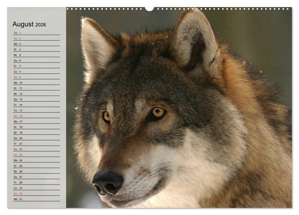Produktbild: W&ouml;lfe. Graue Eminenzen (Wandkalender 2026 DIN A2 quer), CALVENDO Monatskalender