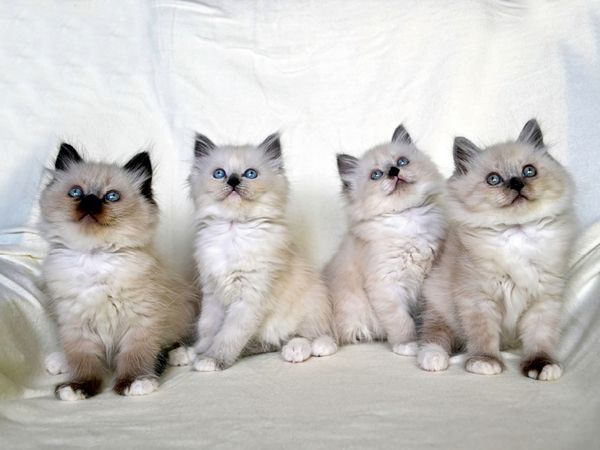 Produktbild: CALVENDO Puzzle Heilige Birma Katzen | 1000 Teile Lege-Gr&ouml;&szlig;e 64x48cm Foto-Puzzle f&uuml;r gl&uuml;ckliche Stunden