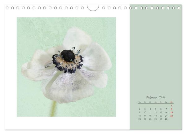 Produktbild: Bl&uuml;tentr&auml;ume (Wandkalender 2026 DIN A4 quer), CALVENDO Monatskalender