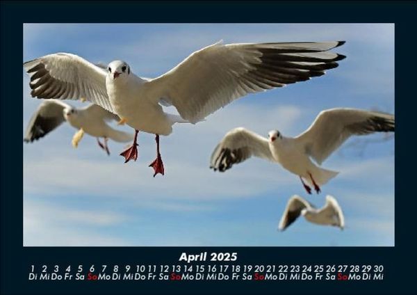 Produktbild: Vogelparadies 2025 Fotokalender DIN A5