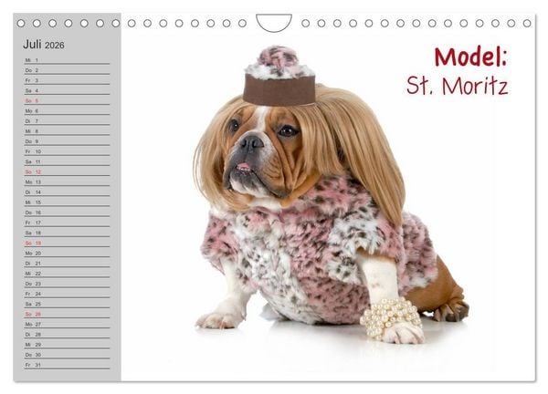 Produktbild: English Bulldog XXL Models (Wandkalender 2026 DIN A4 quer), CALVENDO Monatskalender