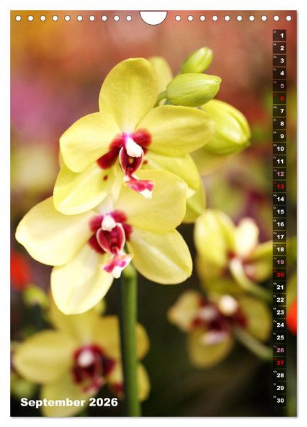 Produktbild: Phalaenopsis - Sch&ouml;ne Schmetterlingsorchideen (Wandkalender 2026 DIN A4 hoch), CALVENDO Monatskalender