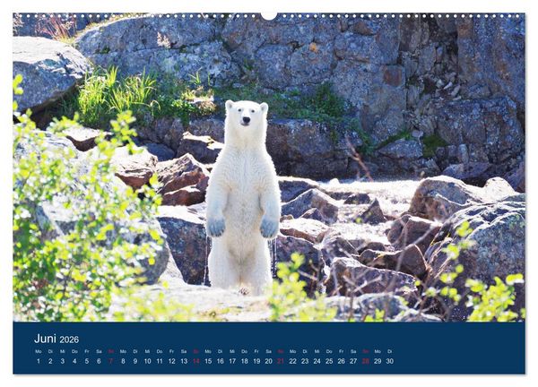 Produktbild: Das Leben der etwas "anderen" Eisb&auml;ren! (Wandkalender 2026 DIN A2 quer), CALVENDO Monatskalender