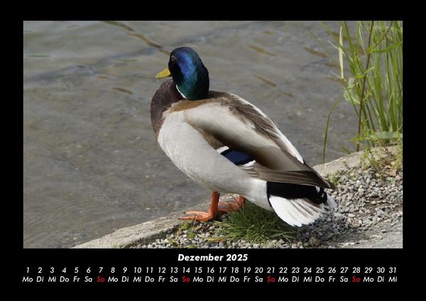 Produktbild: Enten 2025 Fotokalender DIN A3