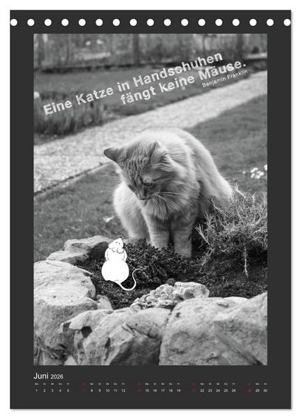 Produktbild: Katz & Maus (Tischkalender 2026 DIN A5 hoch), CALVENDO Monatskalender