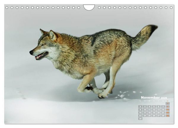 Produktbild: WILDE TIERE IN AKTION (Wandkalender 2026 DIN A4 quer), CALVENDO Monatskalender