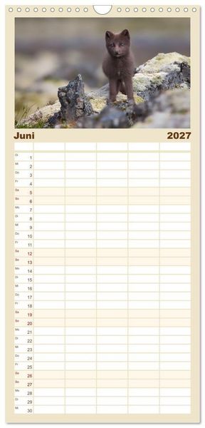 Produktbild: Familienplaner 2027 - Polarfuchs-Welpen mit 5 Spalten (Wandkalender, 21 x 45 cm) CALVENDO