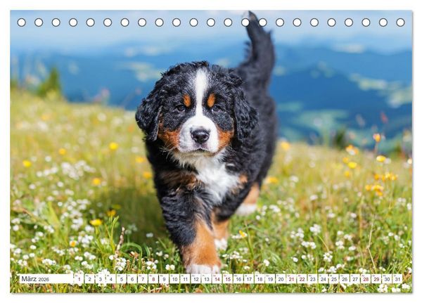 Produktbild: Berner Sennenhund - Der beste Freund f&uuml;rs Leben (Tischkalender 2026 DIN A5 quer), CALVENDO Monatskalender