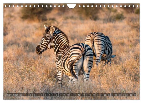 Produktbild: S&uuml;dafrika - Die Tierwelt (Wandkalender 2026 DIN A4 quer), CALVENDO Monatskalender